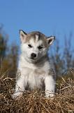 ALASKAN MALAMUTE 537